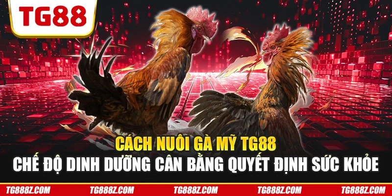 Cách nuôi gà Mỹ TG88 chế độ dinh dưỡng cân bằng quyết định sức khỏe