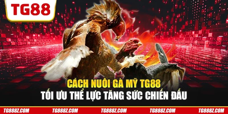 Cách nuôi gà Mỹ TG88