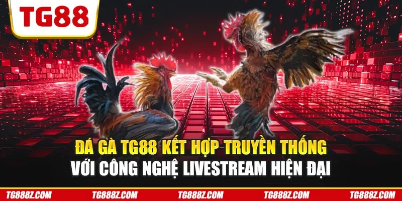 Đá gà TG88 kết hợp truyền thống với công nghệ livestream hiện đại