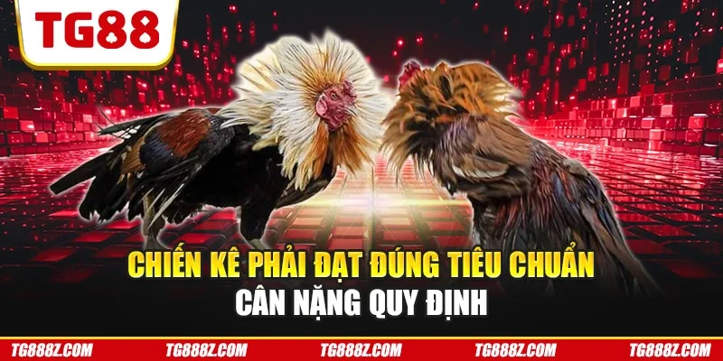 Chiến kê phải đạt đúng tiêu chuẩn cân nặng quy định