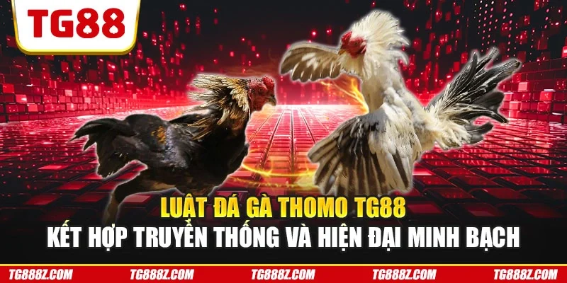 Luật đá gà Thomo TG88 kết hợp truyền thống và hiện đại minh bạch