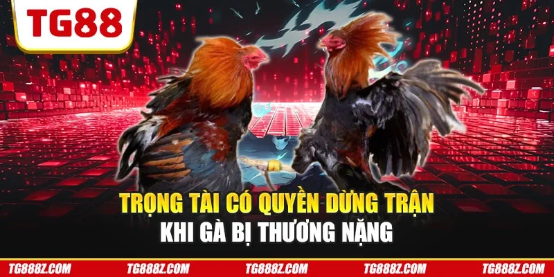 Trọng tài có quyền dừng trận khi gà bị thương nặng