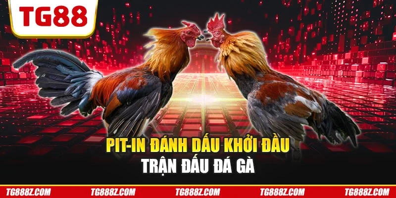Pit-in đánh dấu khởi đầu trận đấu đá gà